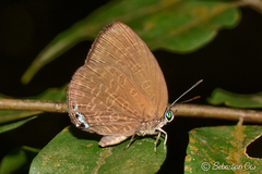 Arhopala epimuta