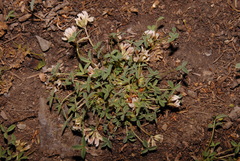 Trifolium gymnocarpon