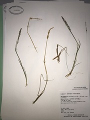Arctagrostis latifolia