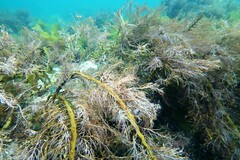 Cystophora moniliformis