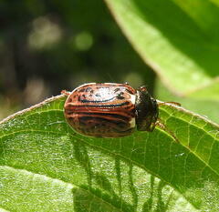 Calligrapha philadelphica
