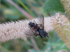 Eriothrix rufomaculata