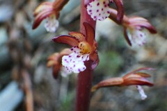Corallorhiza maculata occidentalis