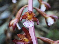 Corallorhiza maculata occidentalis