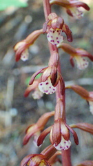 Corallorhiza maculata occidentalis