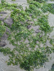 Ulvaceae