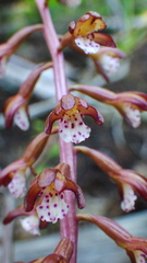 Corallorhiza maculata occidentalis