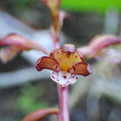Corallorhiza maculata occidentalis