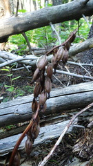 Corallorhiza maculata occidentalis