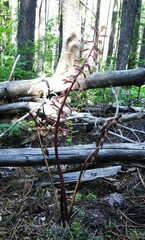 Corallorhiza maculata occidentalis