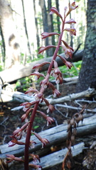Corallorhiza maculata occidentalis