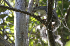 Sciurus yucatanensis
