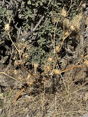 Datura quercifolia
