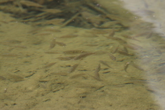 Oreochromis mossambicus