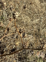 Datura quercifolia