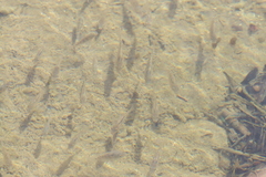 Oreochromis mossambicus