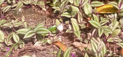 Appias libythea