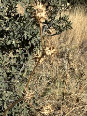 Datura quercifolia