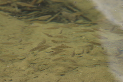 Oreochromis mossambicus