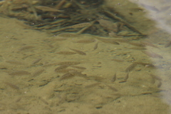 Oreochromis mossambicus