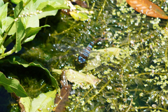 Rhionaeschna jalapensis