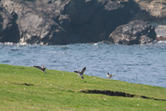 Numenius phaeopus phaeopus