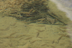 Oreochromis mossambicus