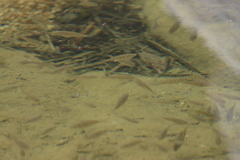 Oreochromis mossambicus