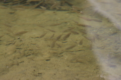 Oreochromis mossambicus