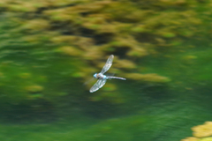 Rhionaeschna jalapensis