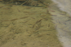 Oreochromis mossambicus
