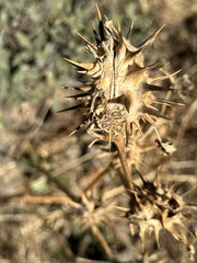Datura quercifolia