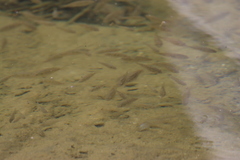 Oreochromis mossambicus