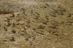 Oreochromis mossambicus