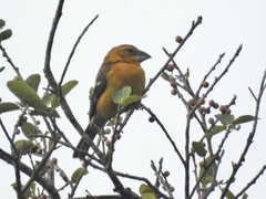 Pheucticus chrysopeplus