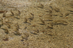 Oreochromis mossambicus