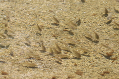 Oreochromis mossambicus