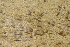 Oreochromis mossambicus