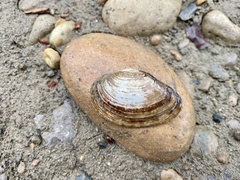 Truncilla donaciformis