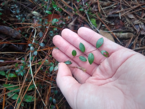 Image of Vaccinium crassifolium by no rights reserved
