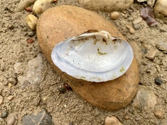 Truncilla donaciformis