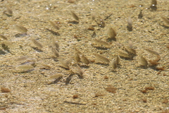 Oreochromis mossambicus