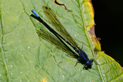 Argia terira