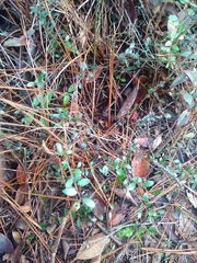 Vaccinium crassifolium