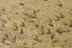 Oreochromis mossambicus