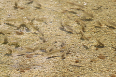 Oreochromis mossambicus