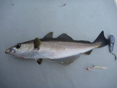 Pollachius pollachius