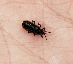 Odontota dorsalis