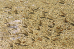 Oreochromis mossambicus
