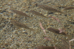 Oreochromis mossambicus